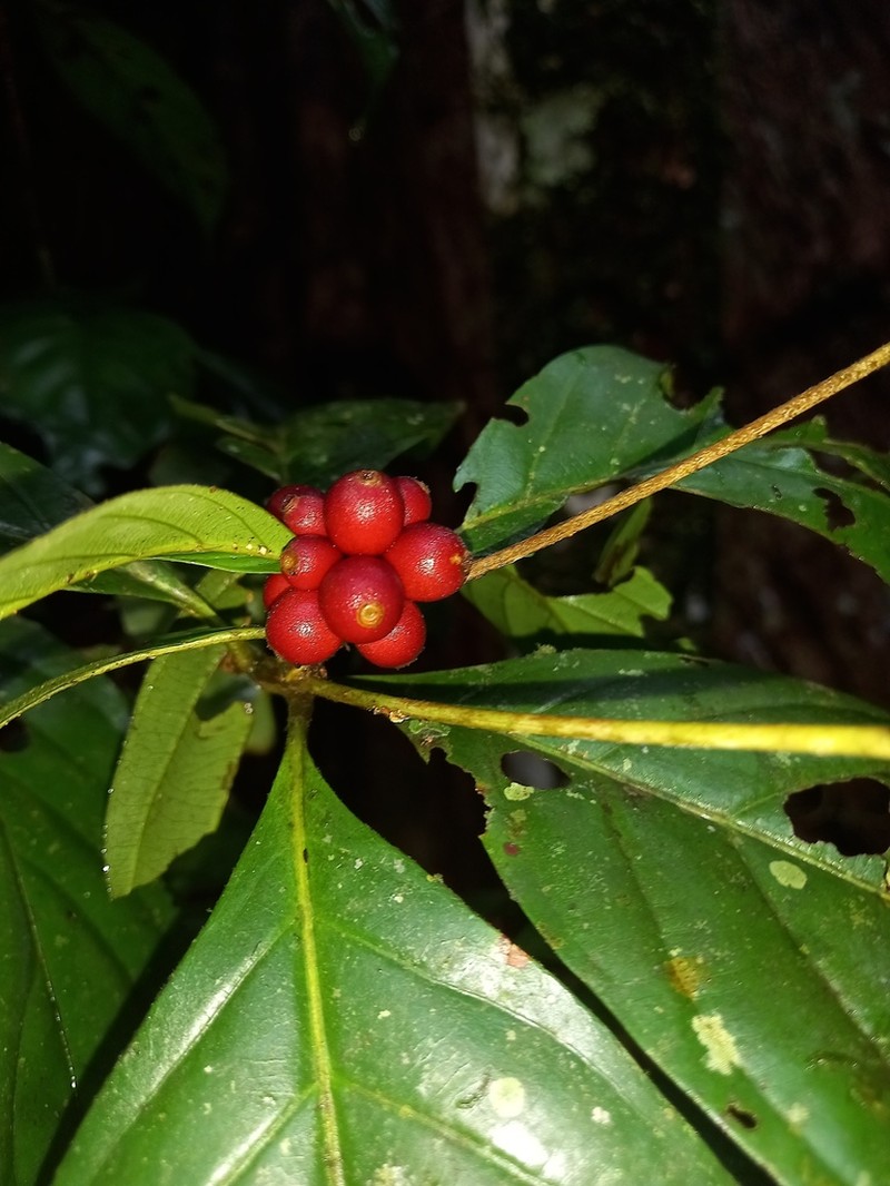 Amaioua guianensis photo 2