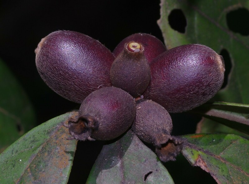 Amaioua guianensis photo 3