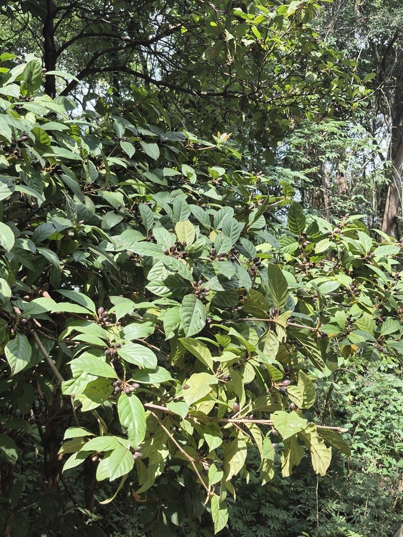 Amaioua guianensis photo 4