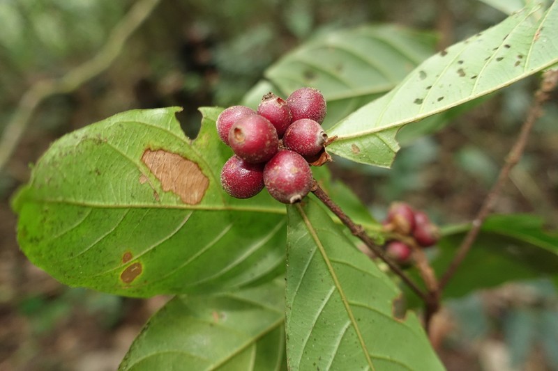 Amaioua guianensis photo 5