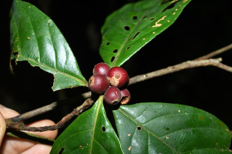 Amaioua guianensis photo 6