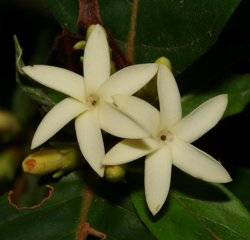 Amaioua guianensis photo 7