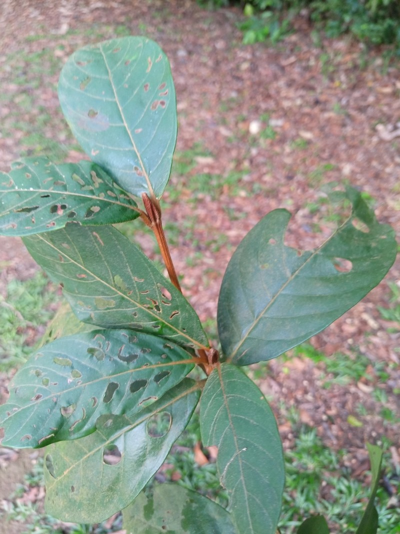 Amaioua guianensis photo 8