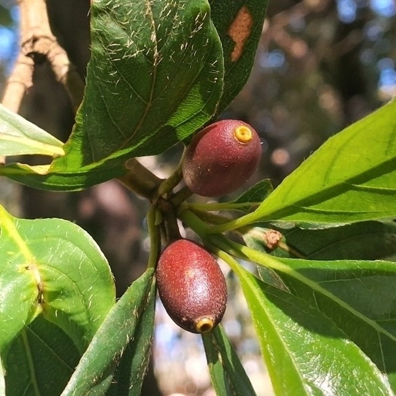 Amaioua intermedia