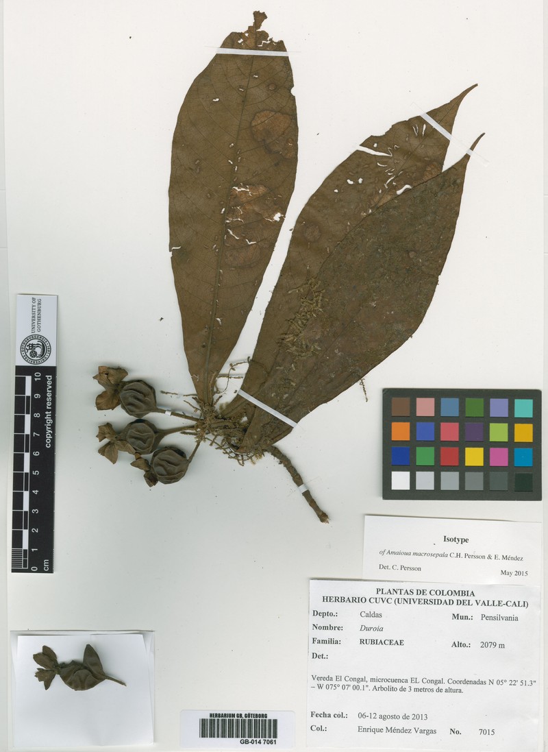 Amaioua macrosepala