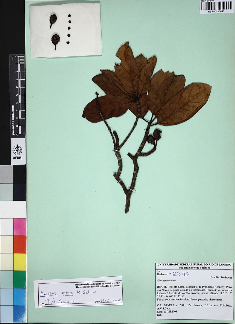 Amaioua pilosa