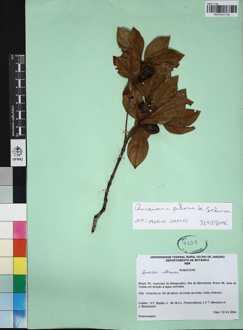 Amaioua pilosa photo 2