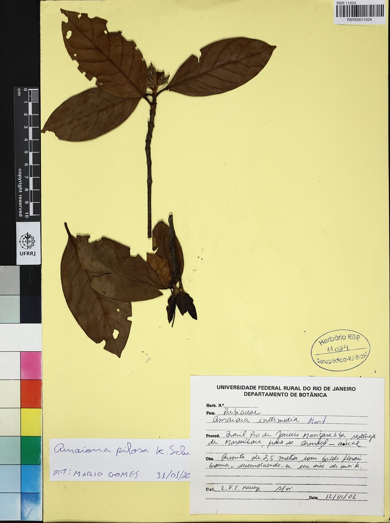 Amaioua pilosa photo 3