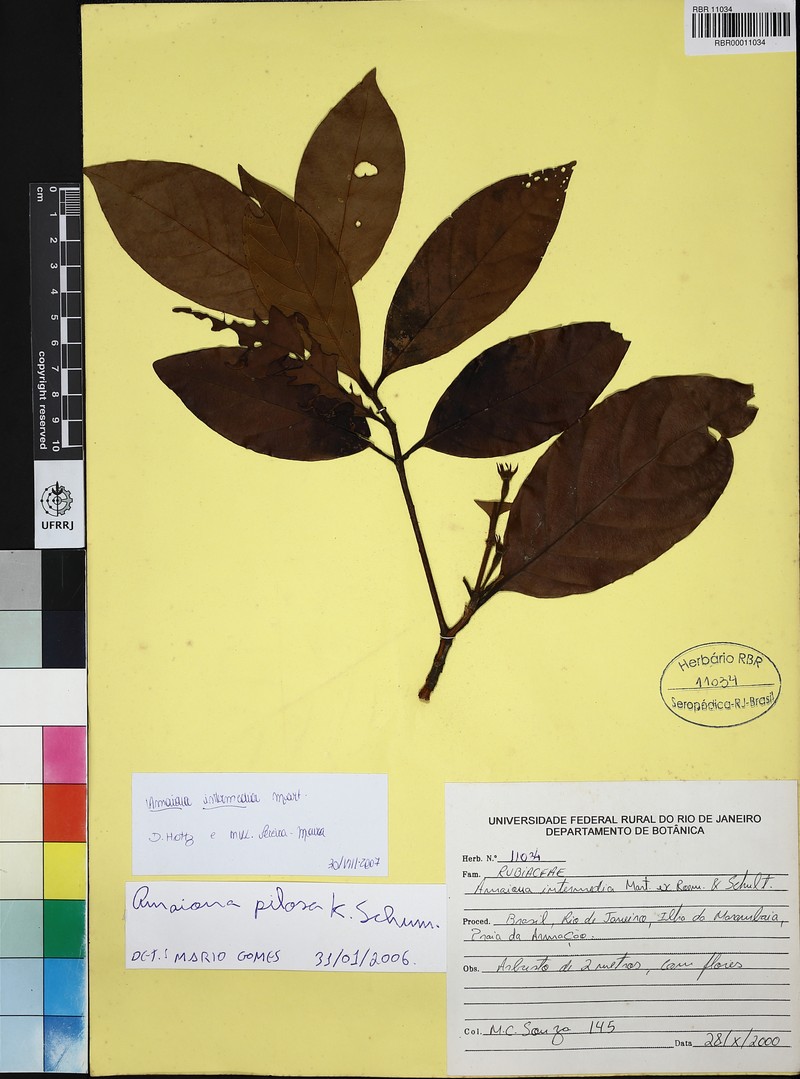 Amaioua pilosa photo 4