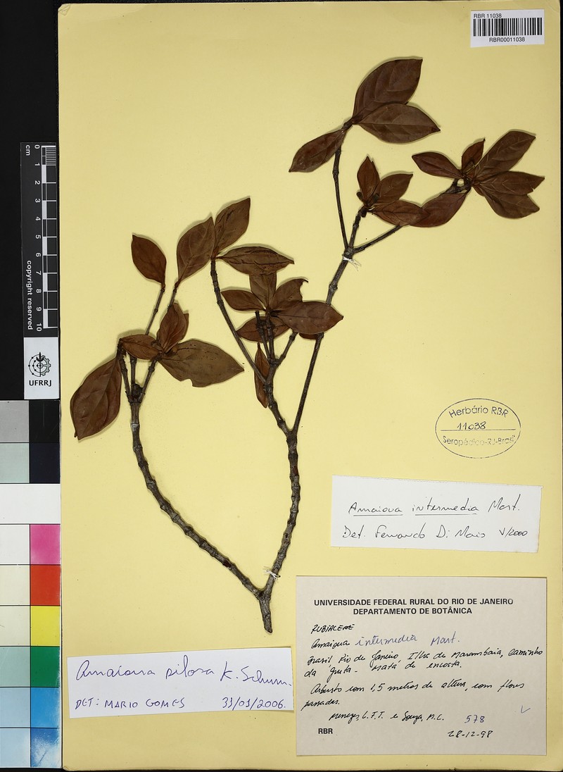 Amaioua pilosa photo 5