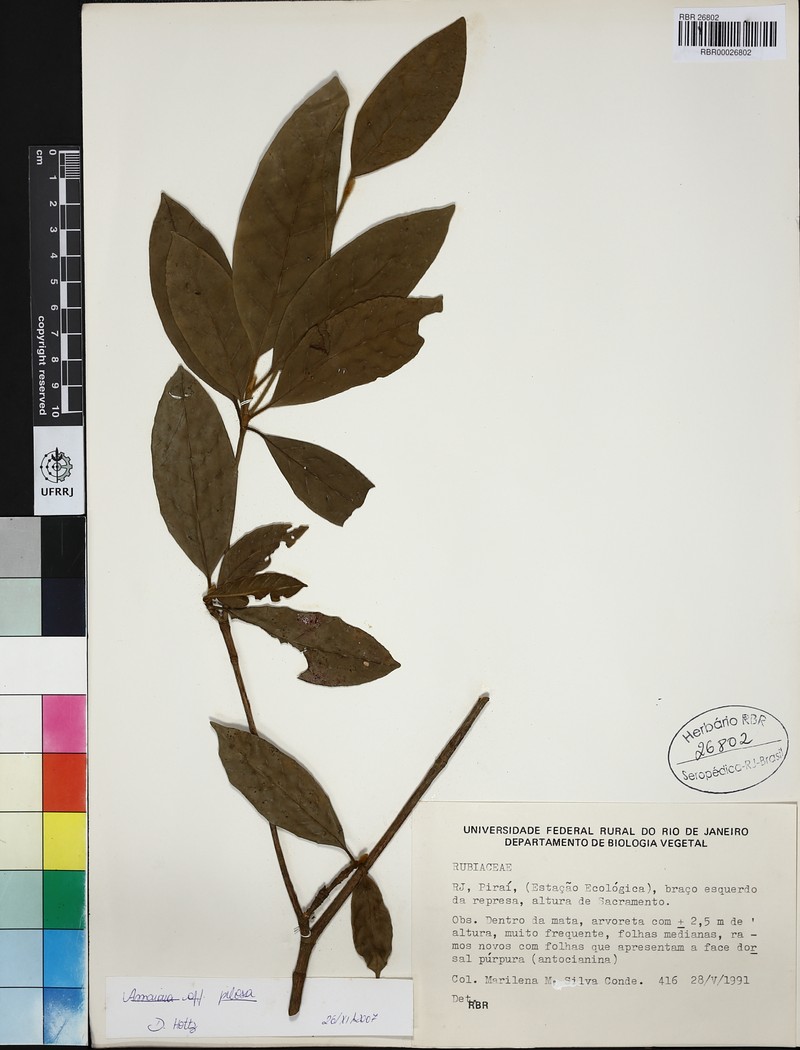 Amaioua pilosa photo 6