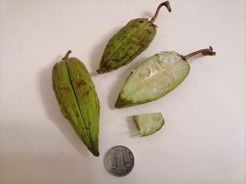 Amalocalyx microlobus