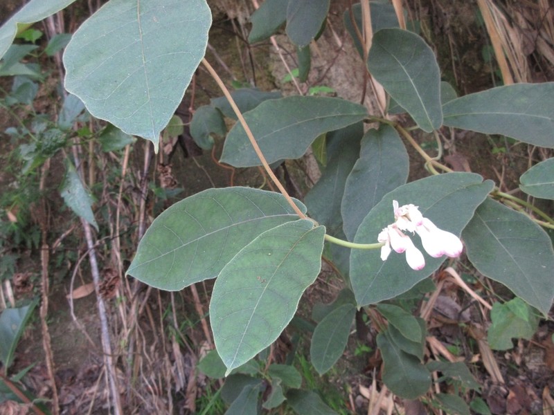 Amalocalyx microlobus photo 2