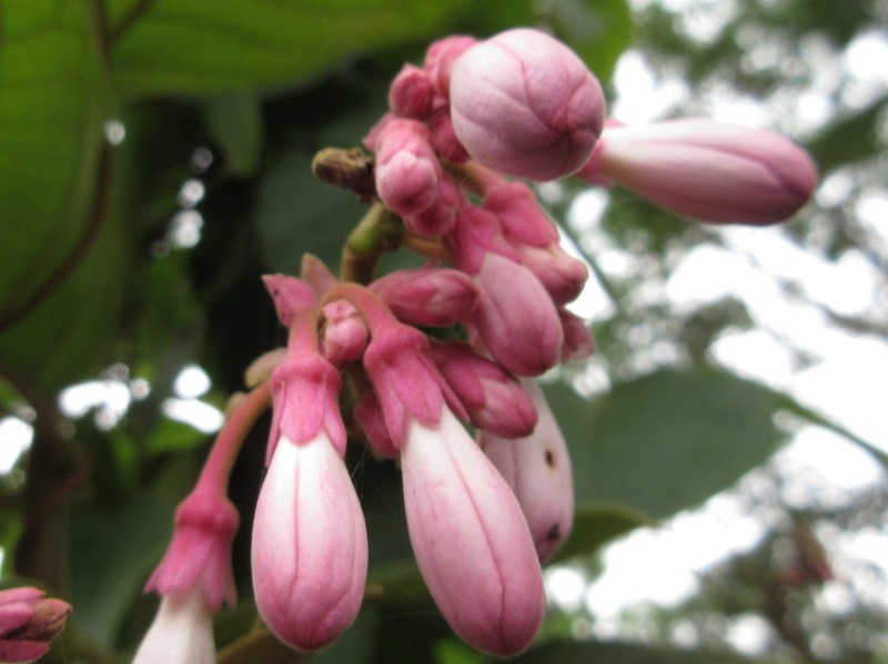 Amalocalyx microlobus photo 4