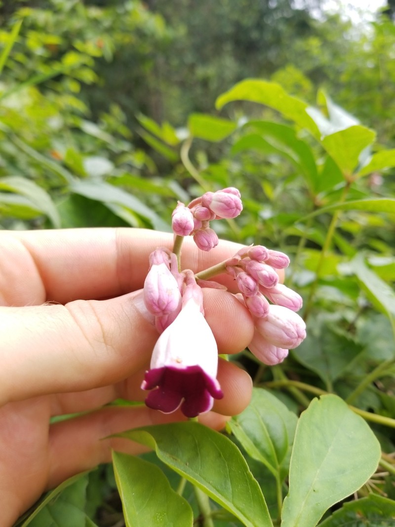 Amalocalyx microlobus photo 5