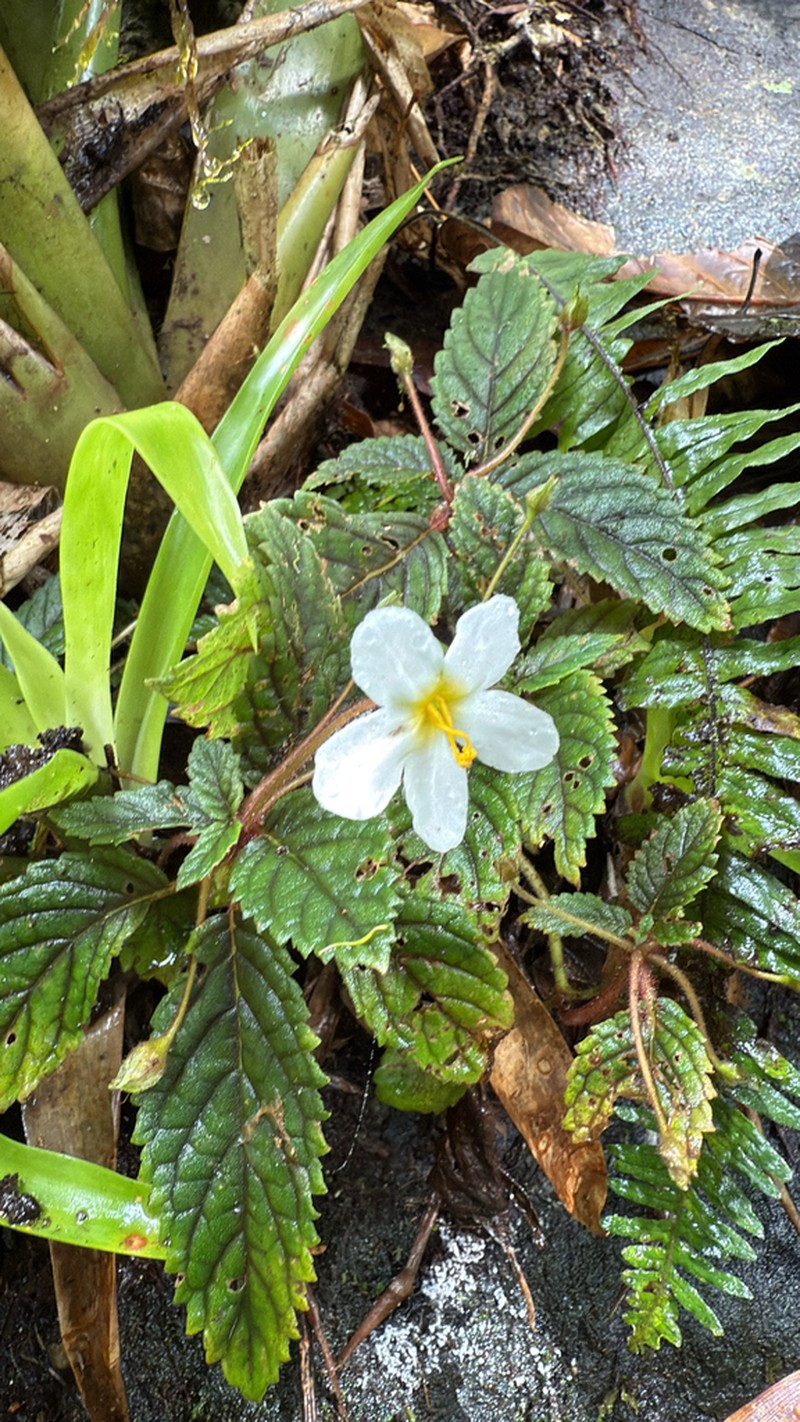 Amalophyllon albiflorum photo 3