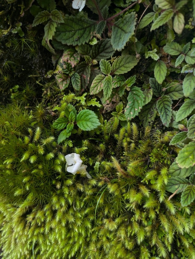 Amalophyllon albiflorum photo 4