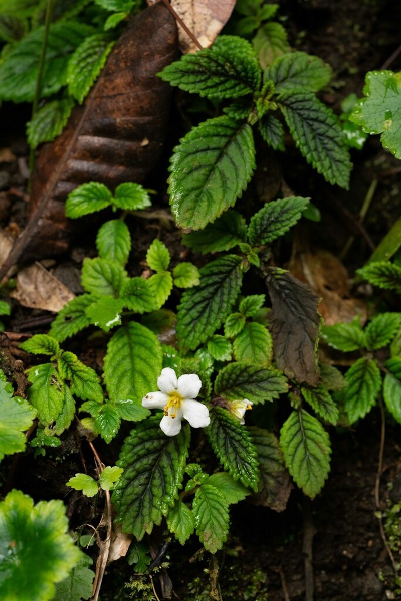 Amalophyllon albiflorum photo 6