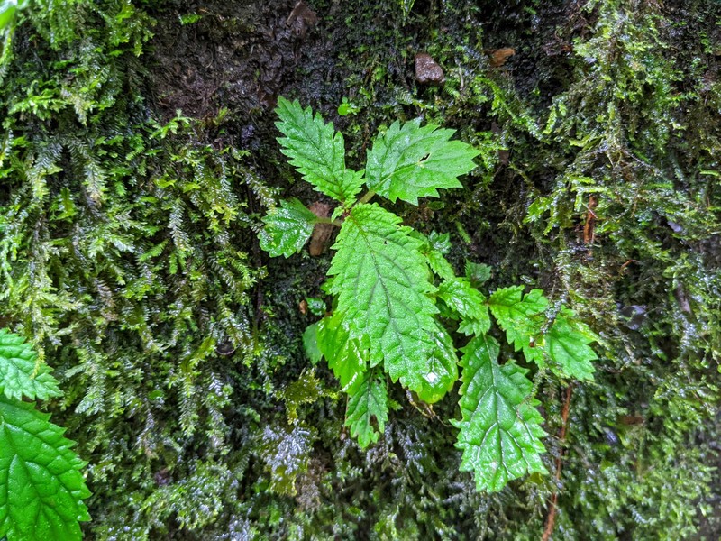 Amalophyllon albiflorum photo 8