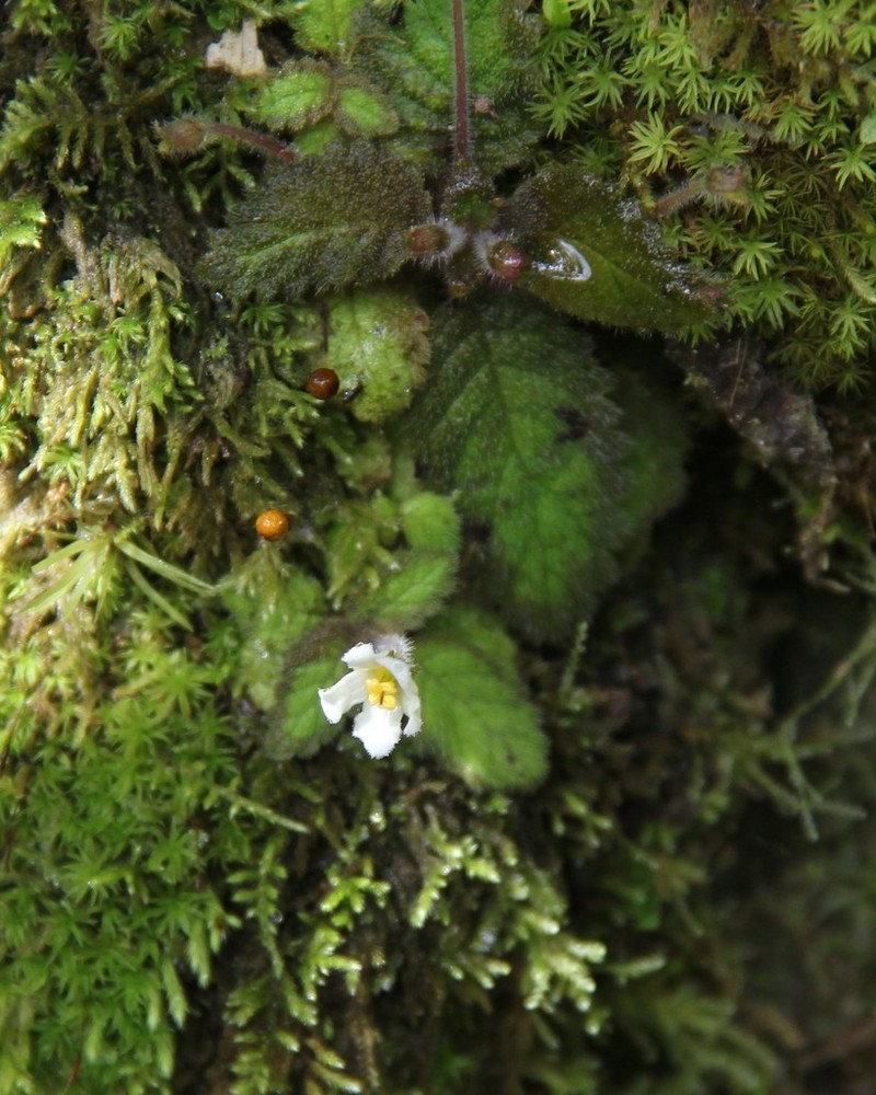 Amalophyllon divaricatum photo 3