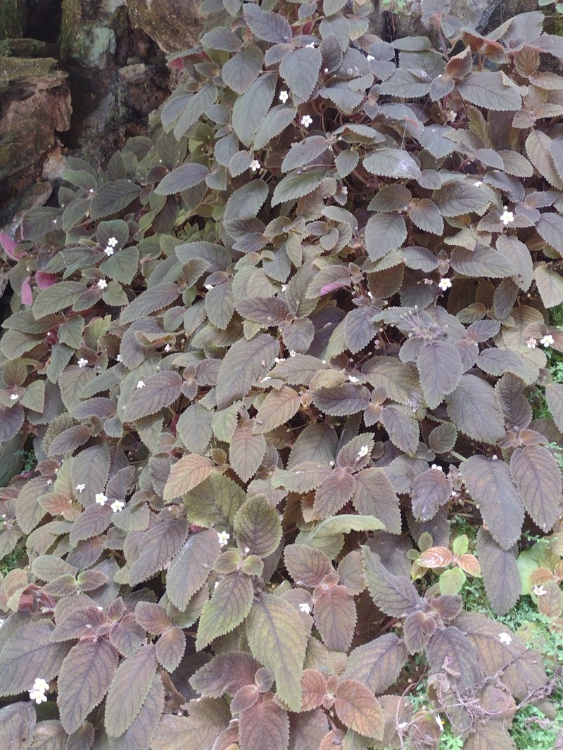 Amalophyllon divaricatum photo 4