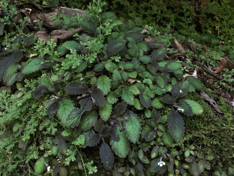 Amalophyllon divaricatum photo 5