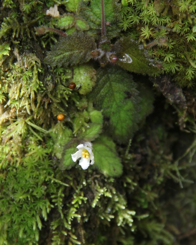 Amalophyllon divaricatum photo 6