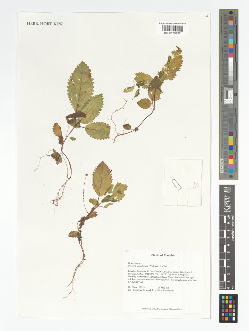 Amalophyllon ecuadoranum