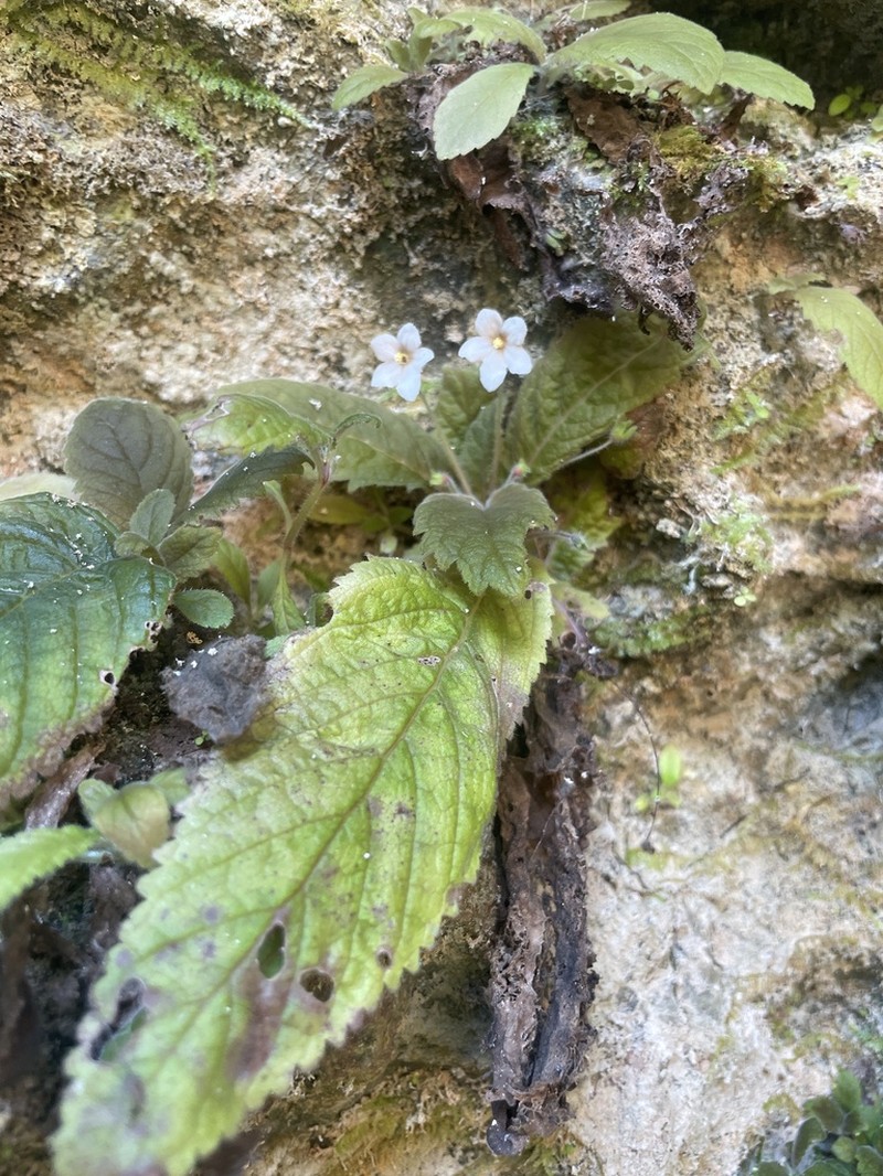 Amalophyllon laceratum photo 2