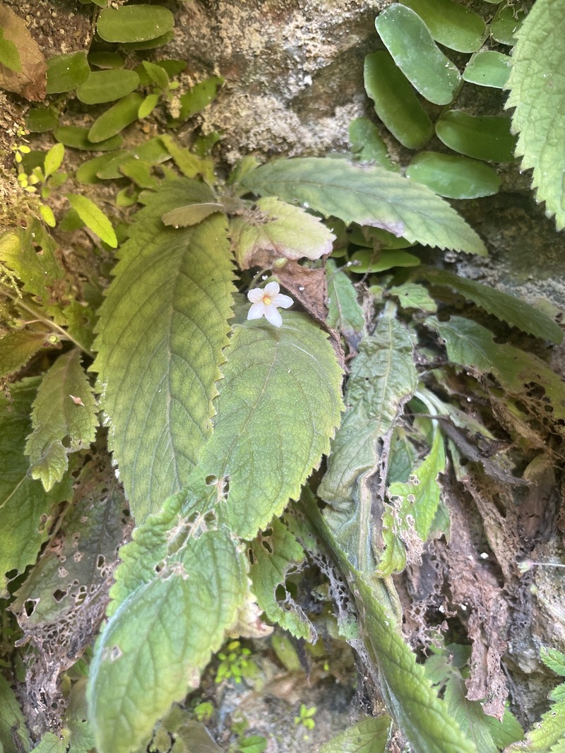 Amalophyllon laceratum photo 4
