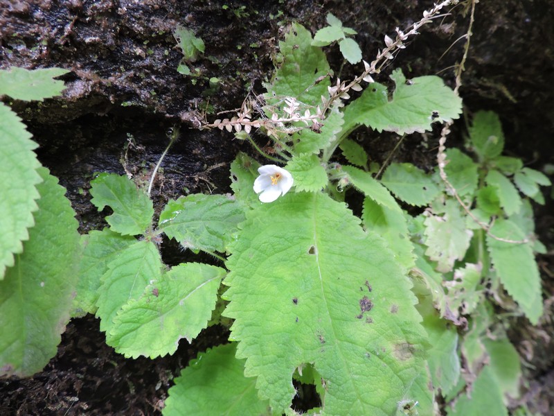Amalophyllon laceratum photo 6