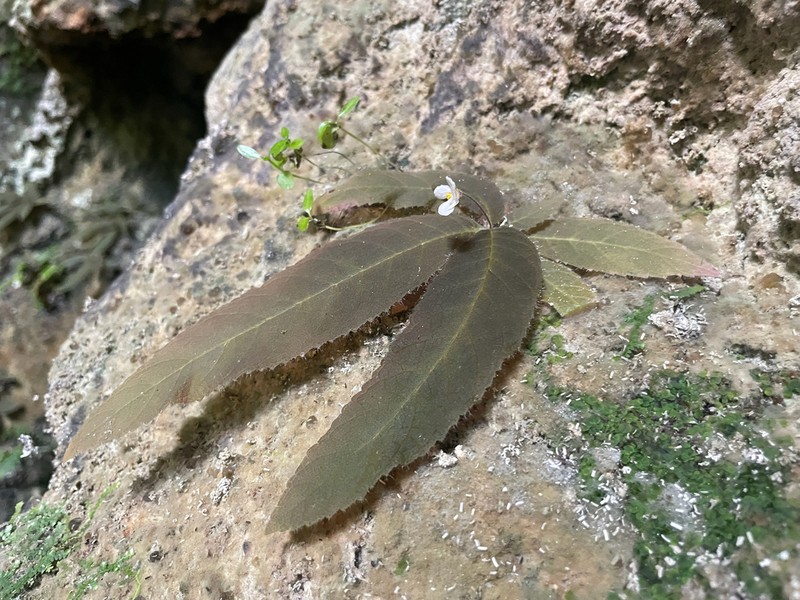 Amalophyllon macrophyllum
