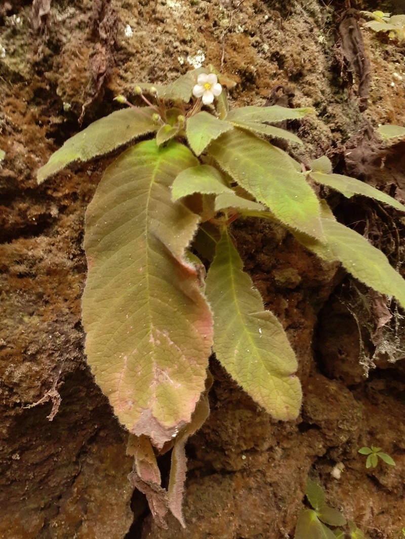 Amalophyllon macrophyllum photo 2