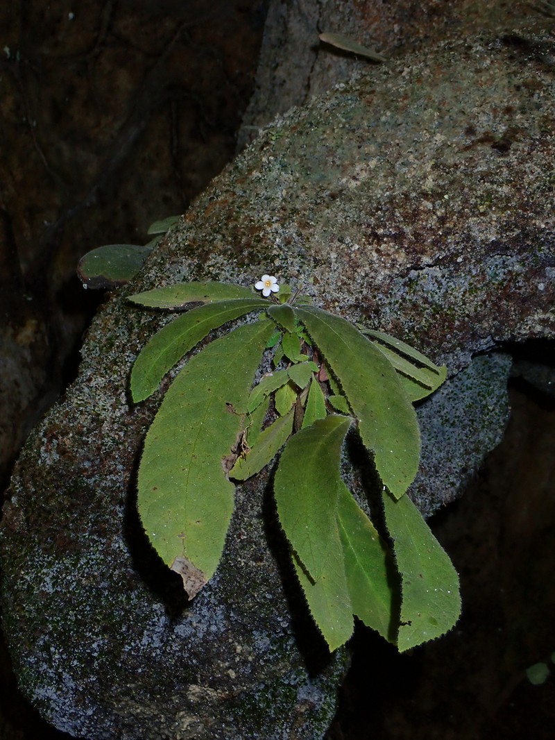 Amalophyllon macrophyllum photo 3