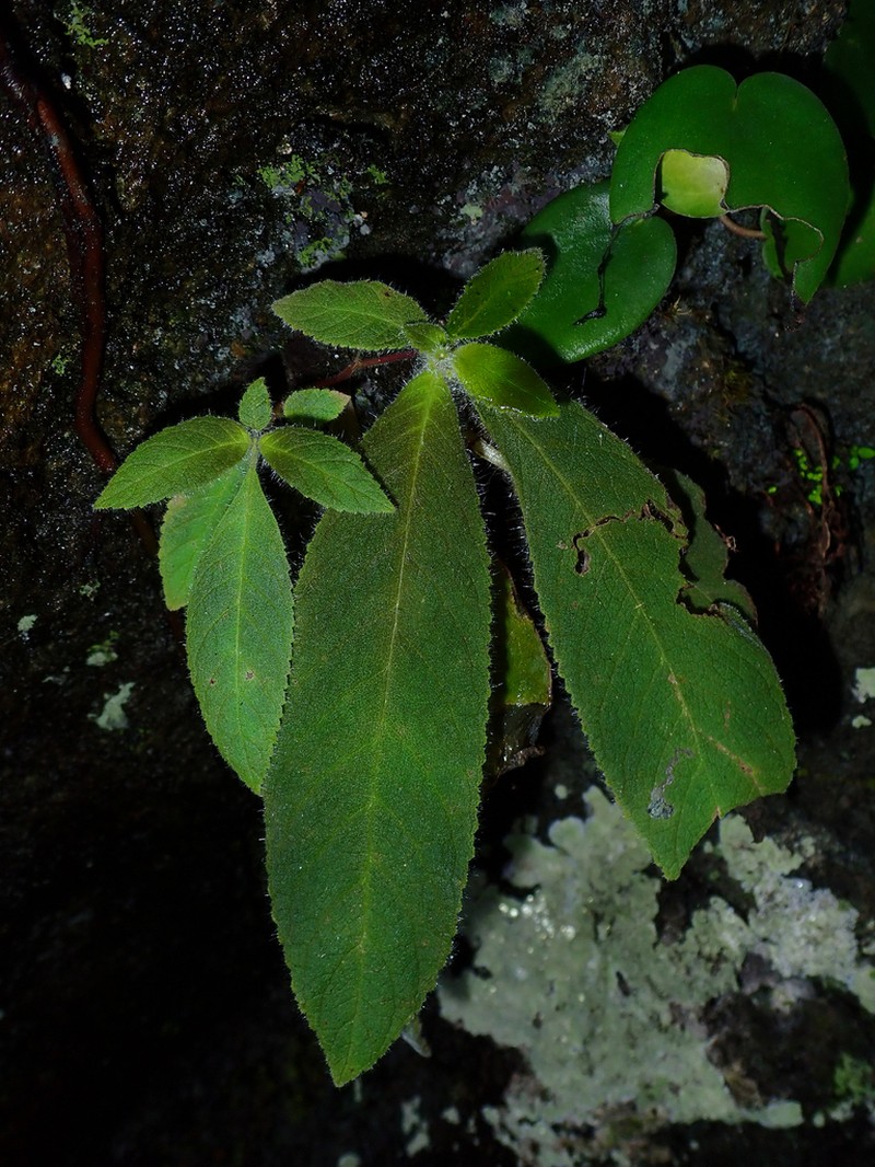 Amalophyllon macrophyllum photo 4