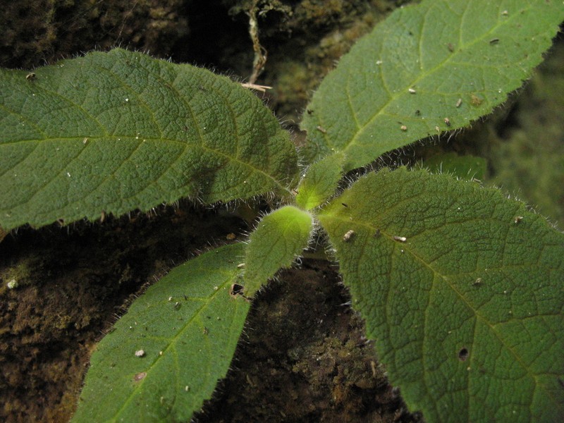 Amalophyllon macrophyllum photo 5