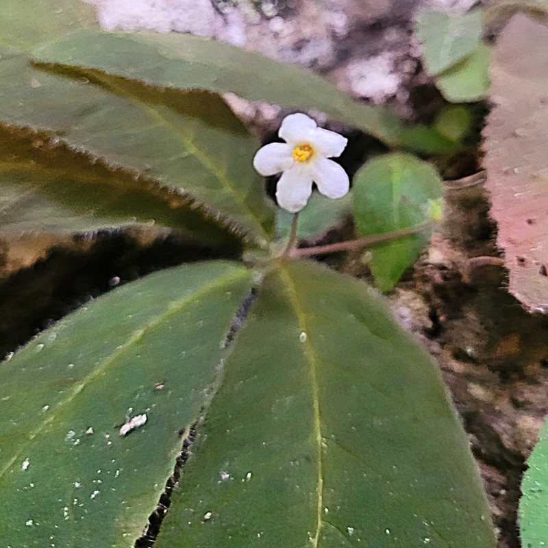 Amalophyllon macrophyllum photo 6