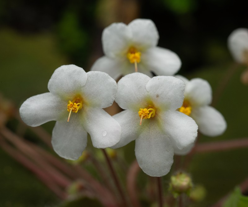 Amalophyllon macrophyllum photo 7