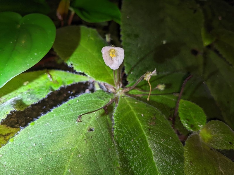 Amalophyllon macrophyllum photo 8