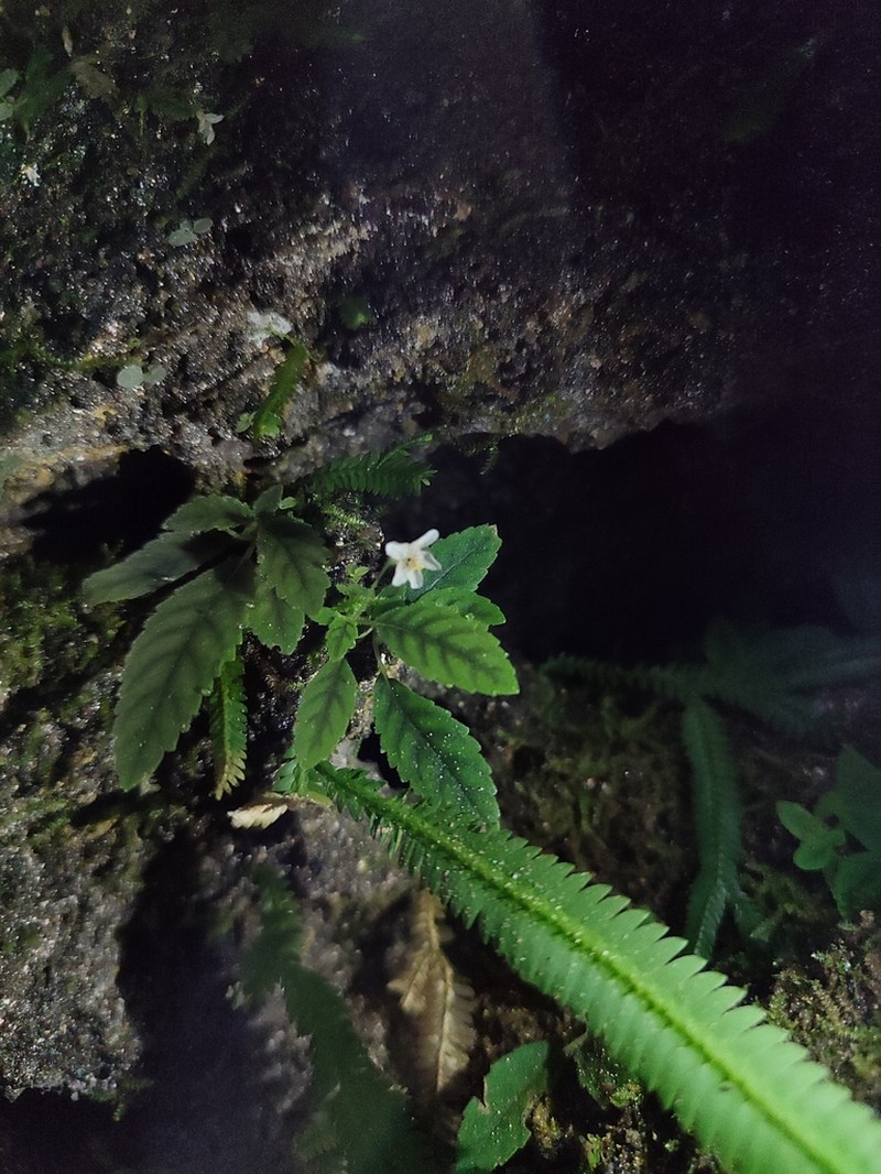 Amalophyllon miraculum photo 5