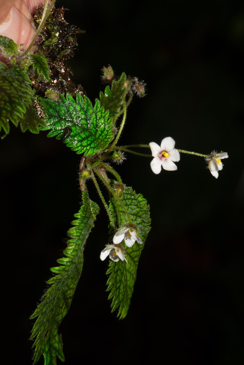 Amalophyllon miraculum