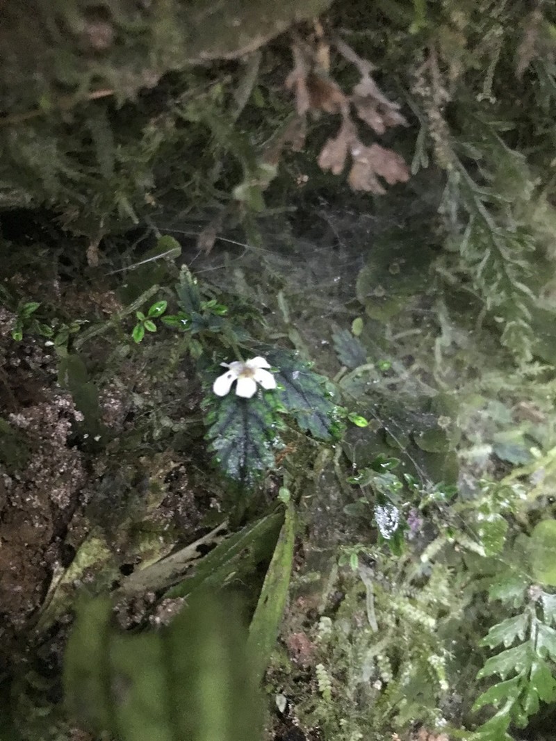 Amalophyllon miraculum photo 3