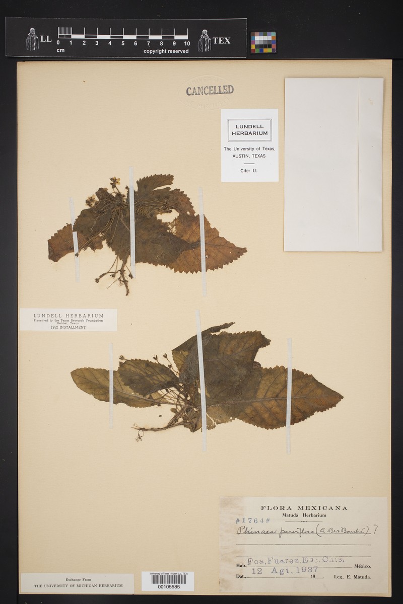 Amalophyllon parviflorum