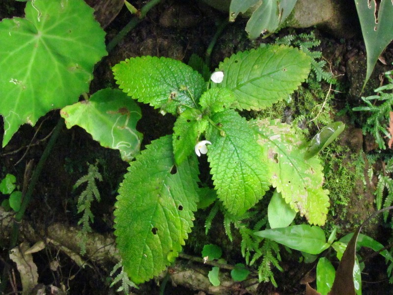 Amalophyllon rupestre