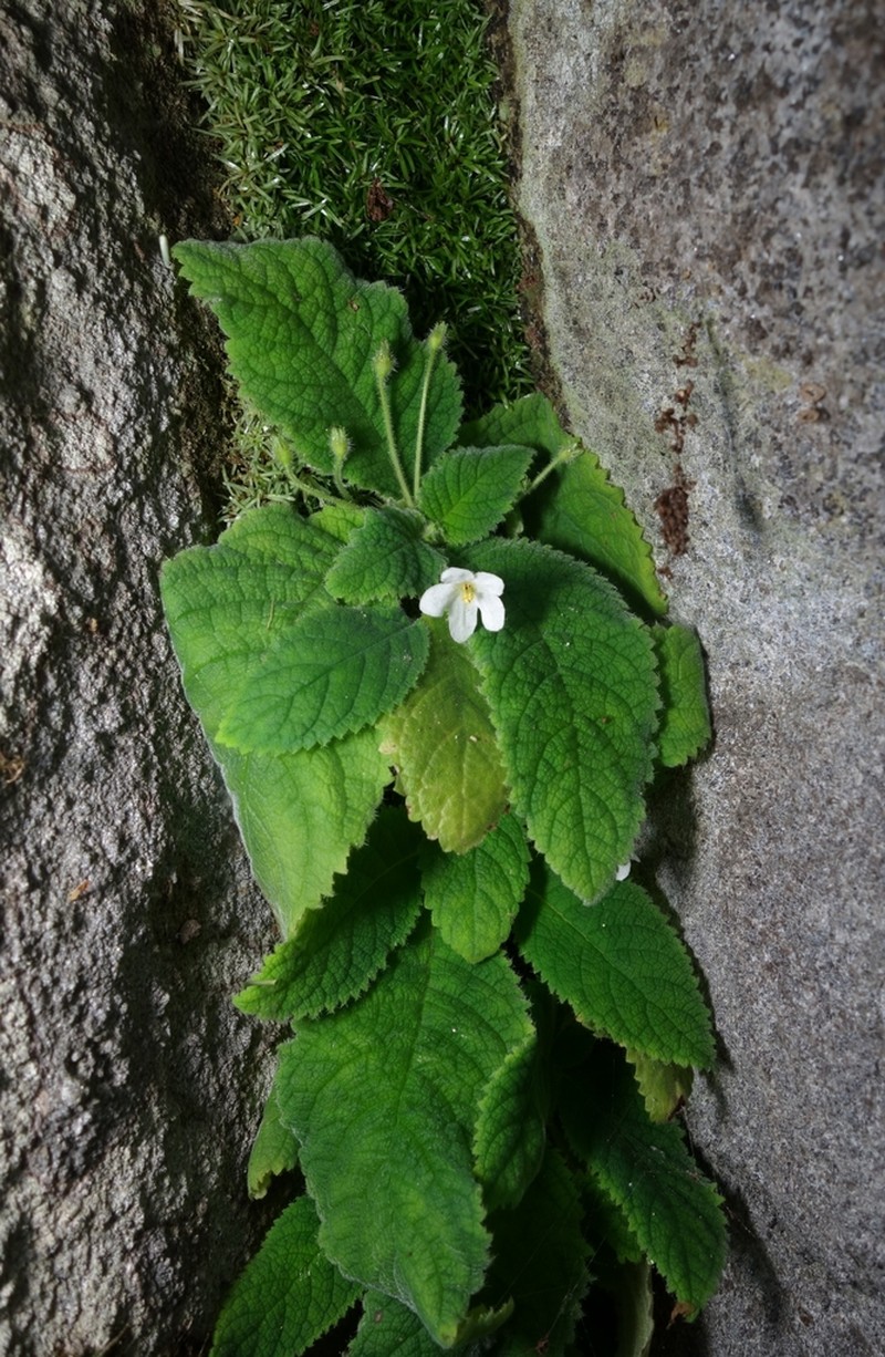 Amalophyllon rupestre photo 2