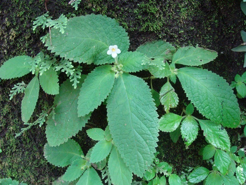 Amalophyllon rupestre photo 3