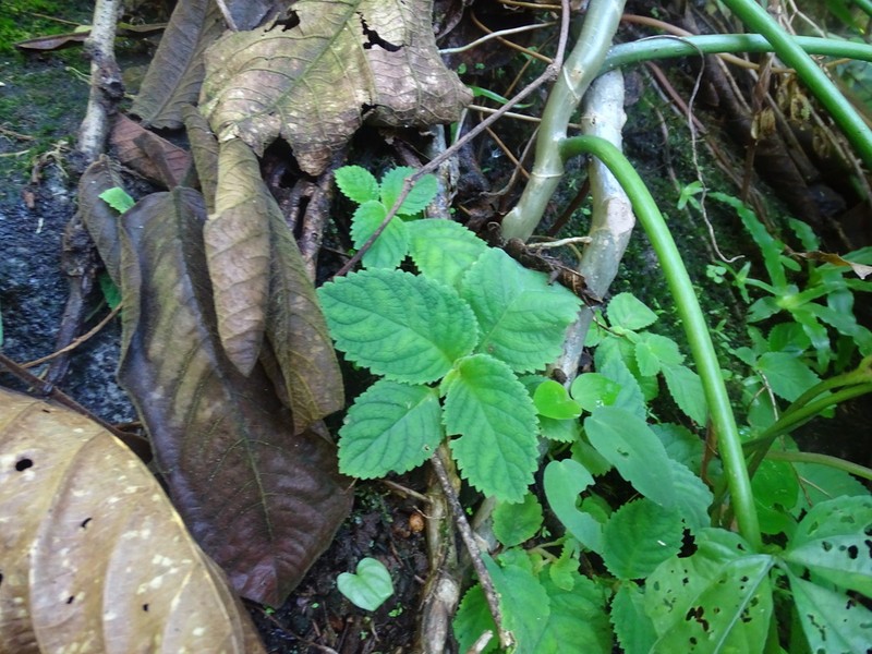 Amalophyllon rupestre photo 4