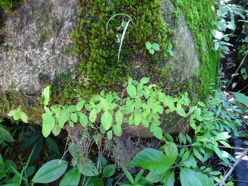 Amalophyllon rupestre photo 5