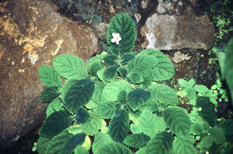 Amalophyllon rupestre photo 6