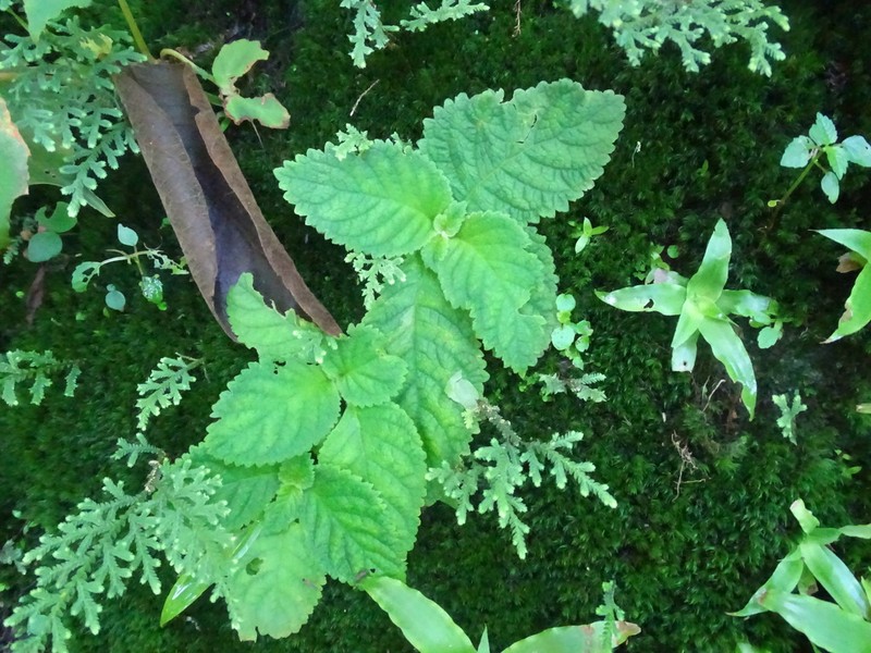 Amalophyllon rupestre photo 8